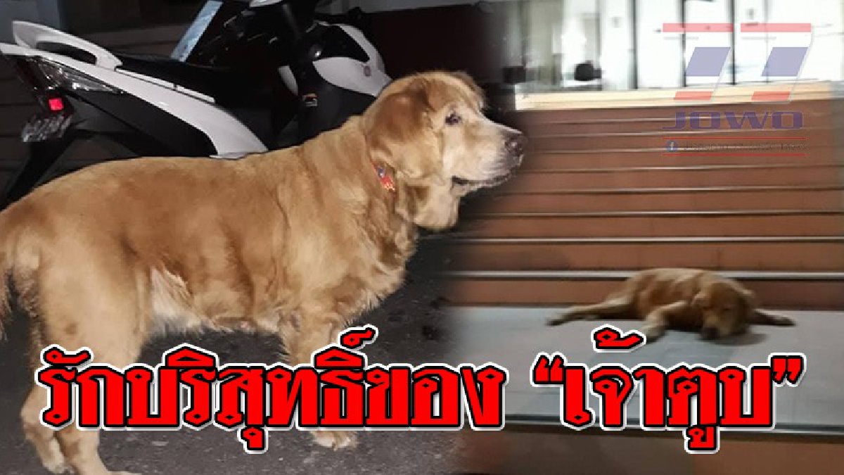 เรื่องจริงสุดดราม่า ! "แซลม่อน" สุนัขแสนรู้ มานอนเฝ้าเจ้านาย ที่ถูกจับ นาน 2 วัน ถึงเวลาปล่อยตัว เจ้านายกลับทิ้งไม่สนใจใยดี!? (คลิป)