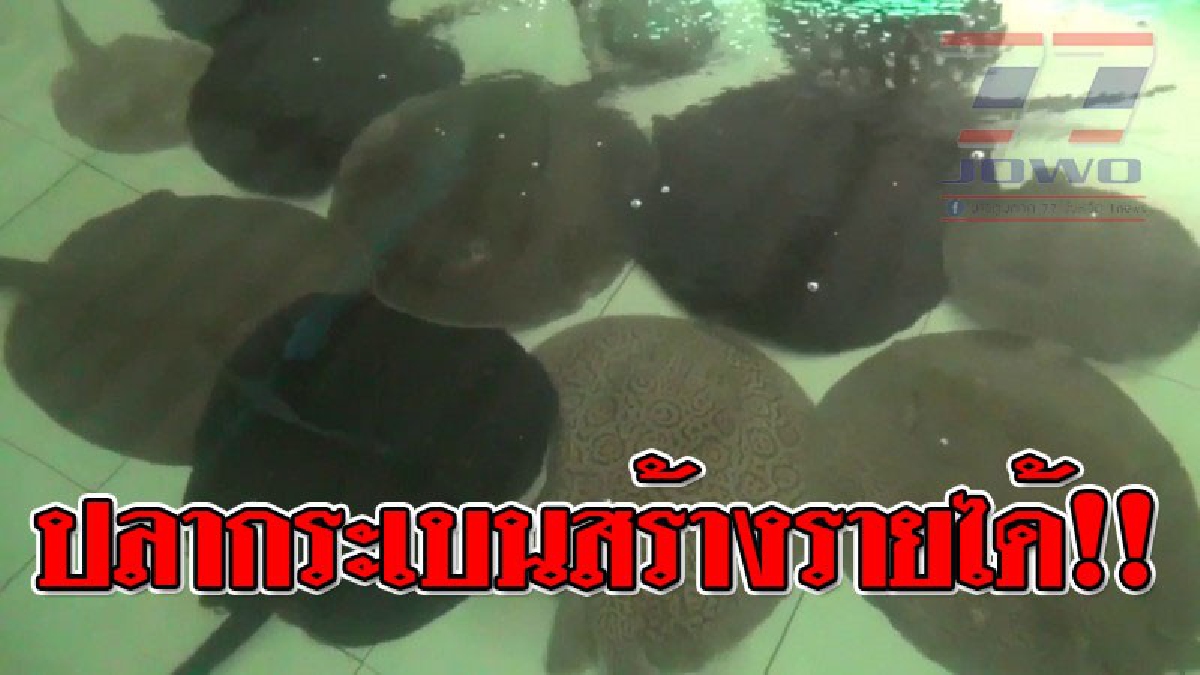 ช่องทางพารวย ! ชาวโผงเผง หันมาเลี้ยง "ปลากระเบน" สวยงามโมโตโร่ขายลูกปลาส่งต่างประเทศ