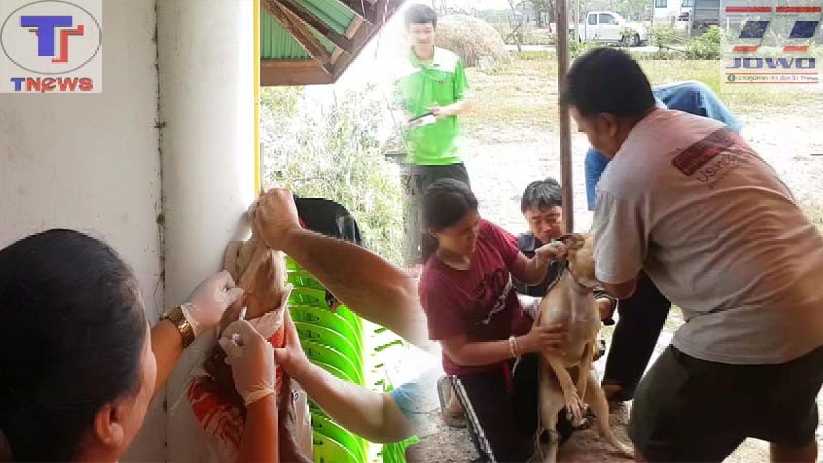 โนนสูงยังวิกฤต !! พบสุนัขเสียชีวิตจากโรคพิษสุนัขบ้า ด้านปศุสัตว์ประกาศเป็นพื้นที่โรคระบาดสัตว์ชั่วคราว พร้อมปูพรมฉีดวัคซีนป้องกันโรค(มีคลิป)