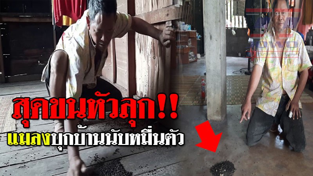 มันบุกยึดบ้าน ! เจ้าของบ้านสุดขยาด หลังแมลง "ปีกแข็ง" นับหมื่นตัวมาอยู่ในบ้าน แถมส่งกลิ่นเหม็นคลุ้งไปทัั่ว ทำเอาลำบากสุดๆ..!? (ชมคลิป)
