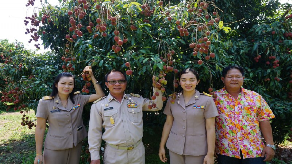 เตรียมเปิดสวนจัดงานลิ้นจี่ริมโขงรับนทท.หนุนท่องเที่ยวสงกรานต์ จากอาชีพเศรษฐกิจพอเพียง สู่โกอินเตอร์ส่งออกจีน โกยปีละ 100 ล้าน (คลิป)