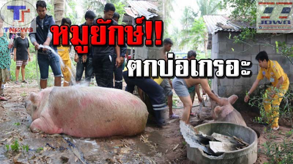 ช่วยด้วย "กล้วยหอม" ตกเวจ !! ยายระทึก..เลี้ยงหมูเหมือนลูก หนักกว่า 500 โล พลัดตกบ่อเกรอะ ช่วยกันทุลักทุเล ขึ้นจากบ่อ (มีคลิป)