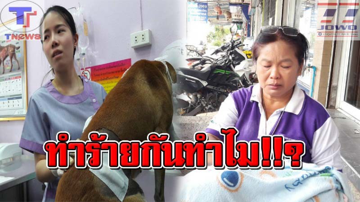 เจ็บแค้นมาแต่ชาติปางไหน!? สุดสะเทือนใจ คนใจบาปตระเวนทำร้ายสุนัขจรจัดเป็นว่าเล่น ทั้งยิงฉมวก โยนจากตึก วางยาเบื่อ อยากรู้จิตใจมันทำด้วยอะไร!?