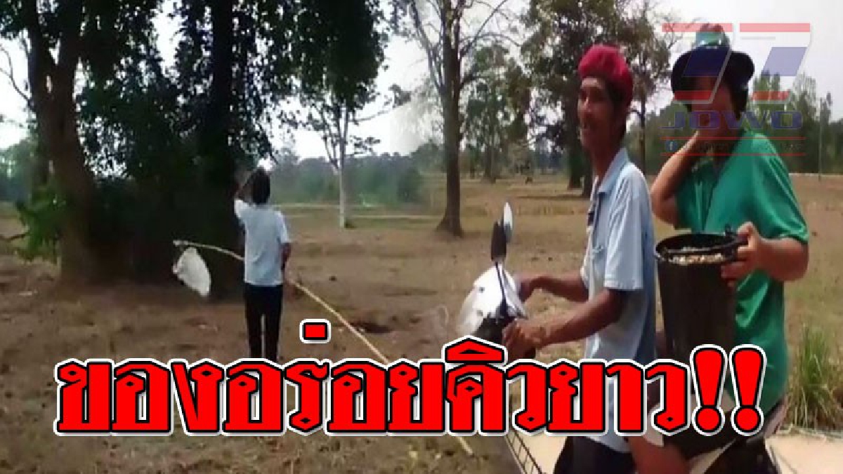 ต้องสั่งจองล่วงหน้า "ไข่มดแดงบ้านโสน" ขายดี จนหาไม่ทันขาย สร้างอาชีพเสริม หลังจากทำนา ทำให้มีรายได้วันละ 400-600 บาท (ชมคลิป)