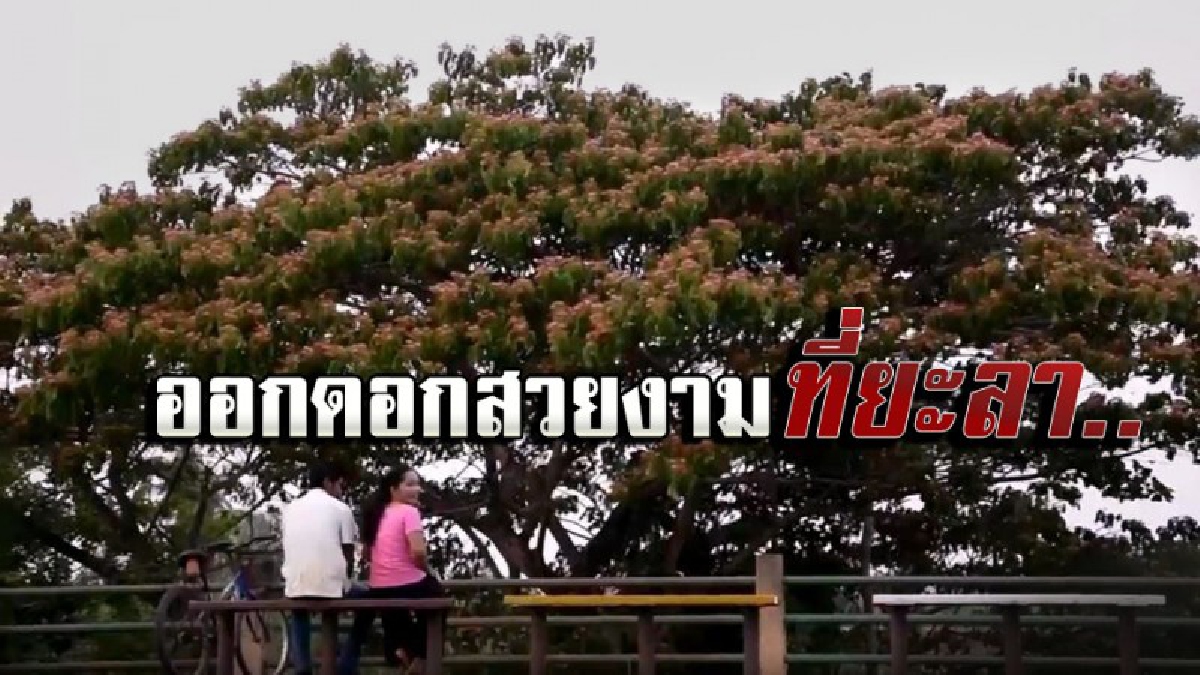 ยะลา ! ต้นไม้นานาชนิดแข่งออกดอก บ้านสะพรั่ง หลากสี สร้างสีสันรับเทศกาลสงกรานต์ (ชมคลิป)
