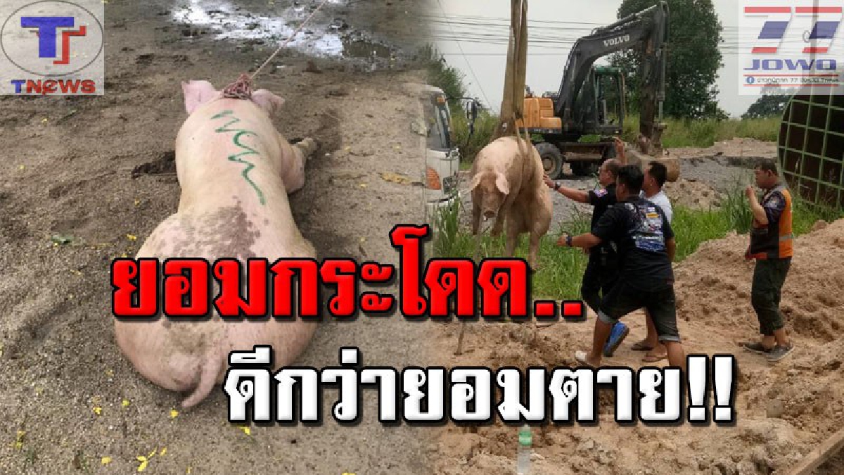 ชีวิตใคร..ใครก็รัก!! เจ้าหมูยักษ์หนีตาย กระโดดลงจากรถกลางทาง ขณะไปโรงเชือด ด้านกู้ภัยรุดเข้าช่วยเหลือนำไปไว้ที่วัด! (คลิป)
