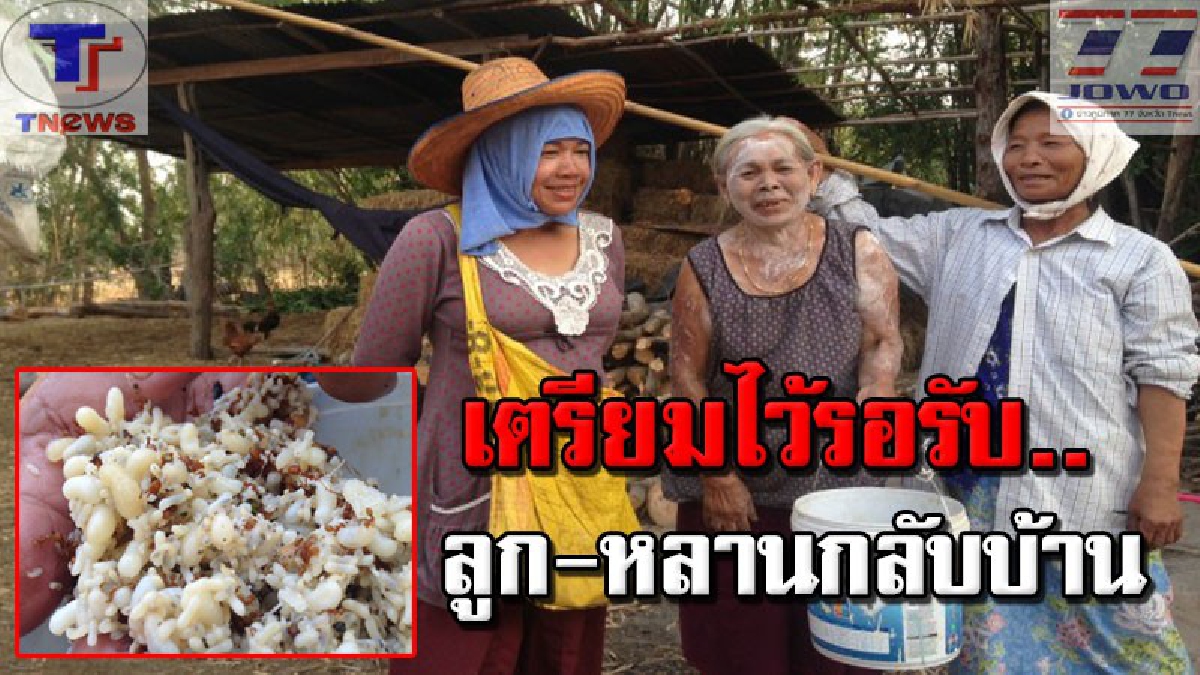แซ่บๆ อีหลีเด้อ..!! แม่เฒ่าเมืองช้างวัย 62 ปี ไปหาแหย่ไข่มดแดง เมนูชั้นสูงของคนอีสาน รับลูกหลานกลับมาช่วงเทศกาลสงกรานต์ (คลิป)