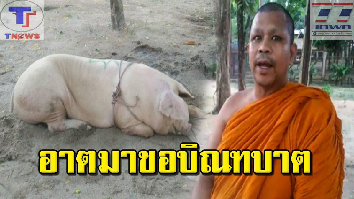 เจ้าหมูรอดตายแล้ว! หลังกระโดดลงจากรถบรรทุกหนีตายจากโรงเชือด! รองเจ้าอาวาสเอ่ยปากหากเจ้าของมาขอคืนทางวัดจะขอไถ่ชีวิตเจ้าหมูเอง..!!(ชมคลิป)