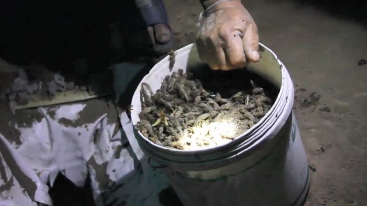 ฝีมือล้วน!! ชาวบ้านงัดภูมิปัญญา ล่อจับแมงจิซอน เปิดลำโพงล่อ แห่มาลงถังเองนำขาย สร้างรายได้งาม