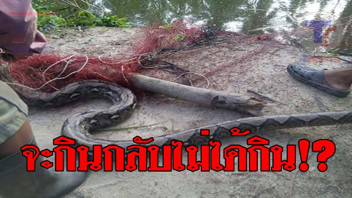 โคตรงูสิ้นท่า..!! เจ้าของบ้านสุดช็อค เจอ "ไอ้เหลือมยักษ์" ยาวถึง 4 เมตร บุกเข้าเล้าเป็ดหวังจะเขมือบ สุดท้ายกลับชวด เพราะตัวมันเอง!?