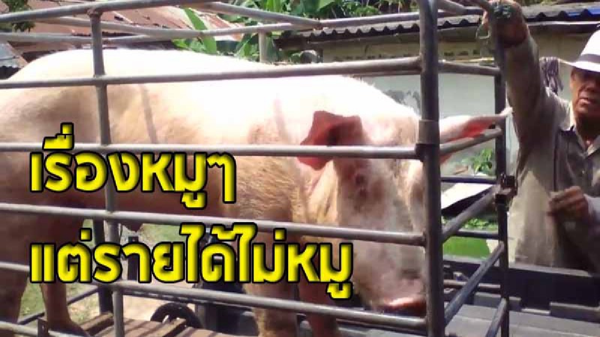 สุดทึ่ง ! พบหมูแสนรู้ฝึกได้ เป็นหมูพันธ์ุของเกษตรกร สร้างรายได้ให้เจ้าของถึง 20,000 บาท/เดือน (คลิป)
