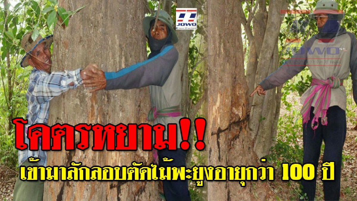 สุดหยาม !! คนร้ายอาศัยช่วงที่ในหมู่บ้านมีงาน ได้เข้ามาลอบตัดไม้พะยูงอายุกว่า 100 ปี ในสวนป่ากลางหมู่บ้าน แต่มีคนผ่านมาจึงได้พากันวิ่งหลบหนี
