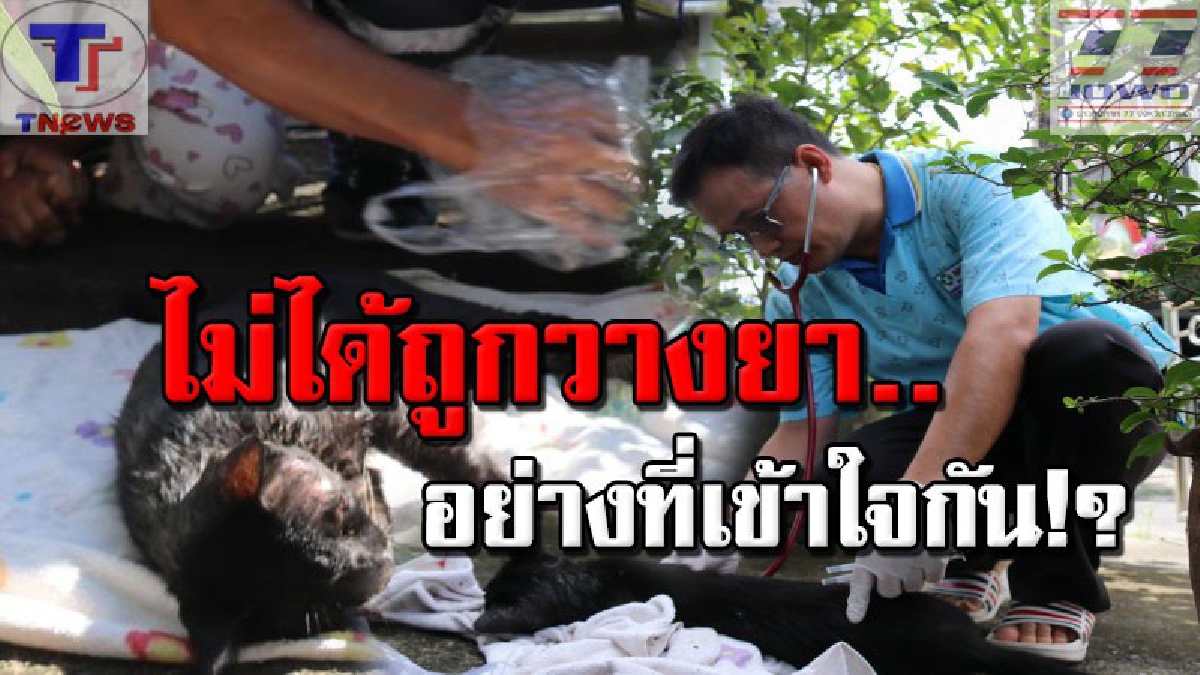เป็น-ตายเท่ากัน !!! รุดช่วยแล้ว "เจ้าแมวชักดิ้นชักงอ" อาการคล้ายถูกวางยา ด้านแพทย์เผย..แท้ที่จริงเป็นโรคติดต่อร้ายแรง!? (คลิป)