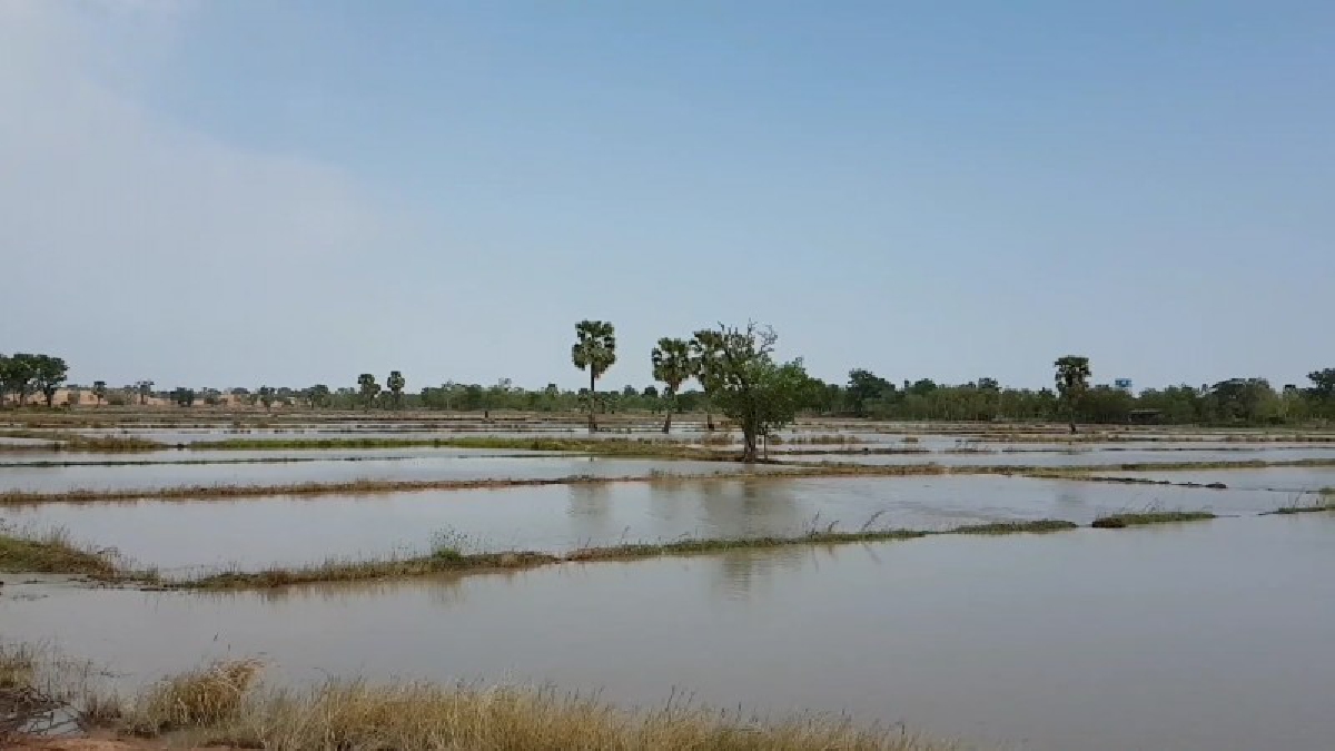 ชาวนาโคราช..!! เร่งสูบน้ำออกจากนา หลังอิทธิพลพายุฤดูร้อนทำฝนตกกระหน่ำทั้งคืน หวั่นต้นข้าวที่เพิ่งแตกหน่อเน่าตาย (คลิป)