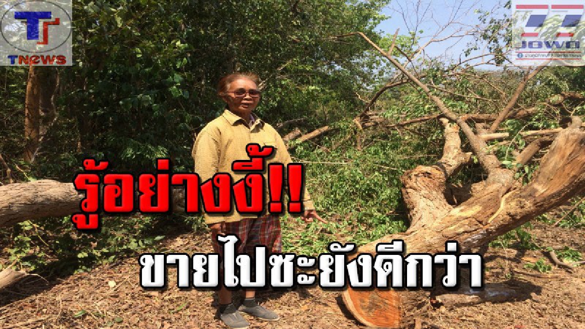 รู้อะไรไม่เท่ารู้งี้!!? เจ้าของถึงกับเข่าทรุด ร้องไห้เสียดายหนักมาก ถูกมอดไม้ชั่วตัดไม้พะยูง 120 ปี เผยเคยมีคนเสนอซื้อ 1.2 ล้าน แต่ไม่ขาย!?