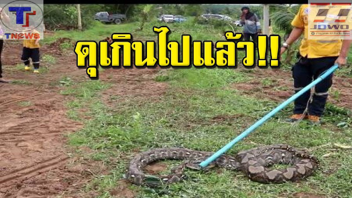 คนไม่กลัวงู ยังต้องผวา !! กู้ภัยระทึก งูยักษ์ฉุนจัดสู้สุดชีวิต ขนาดอุปกรณ์ยังเอาไม่อยู่ งานนี้! กว่าจะจับได้เล่นเอาเหงือตก (คลิป)