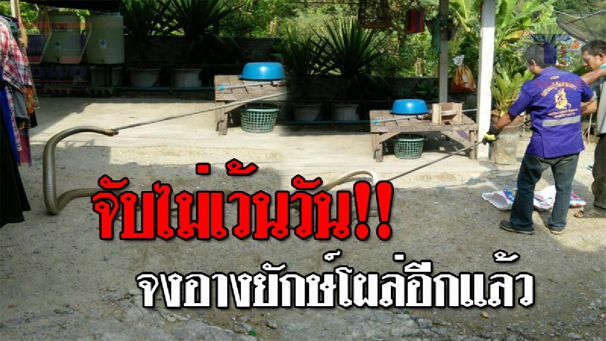 ล่าโคตรอสรพิษรายวัน..!! โผล่อีกแล้ว "จงอางยักษ์" บุกมาถึงบ้าน ทำผู้คนแตกฮือวิ่งหนีกระเจิง อึ้งหนัก หลังวัดขนาดตัว มันยาวถึง 5 เมตร!?
