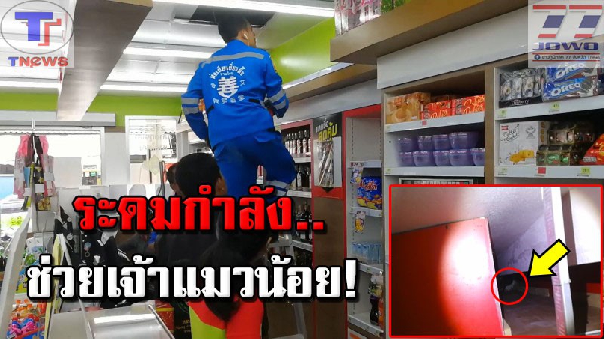 ภารกิจพิทักษ์ลูกแมว !! ลุ้นระทึก วินาทีกู้ภัยช่วยลูกแมวติดคาซอกแคบร้านสะดวกซื้อ แต่ล้มเหลว!! ส่งเสียงร้องลั่นอย่างน่าเวทนา (คลิป)