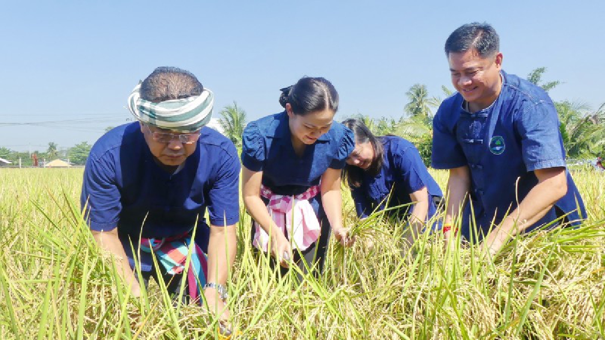 ปทุมธานี พ่อเมืองนำปชช.เกี่ยวข้าวเมล็ดพันธุ์ดีจากแปลงนาตามรอยพ่อพร้อมมอบทุนนักเรียน66ทุน
