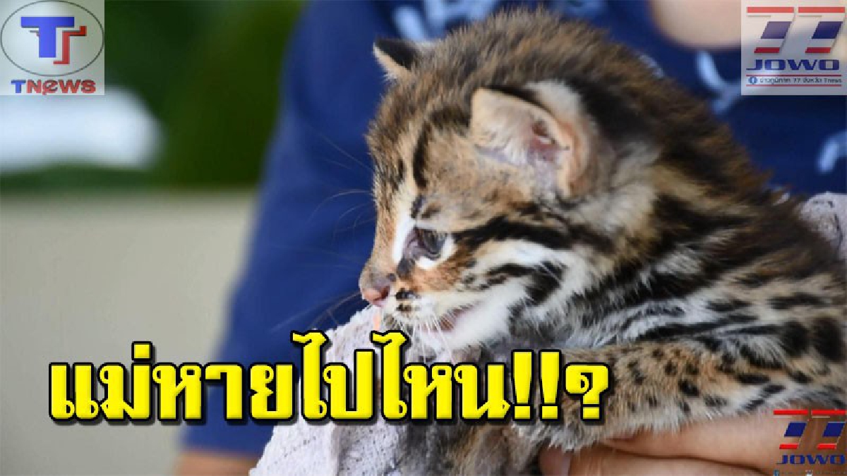 สงสารจับใจ !! ชาวบ้านพบ "ลูกเสือปลาหลงแม่" รีบประสานให้ จนท.เตรียมมาดูแลก่อนปล่อยคืนสู่ป่าธรรมชาติ (มีคลิป)