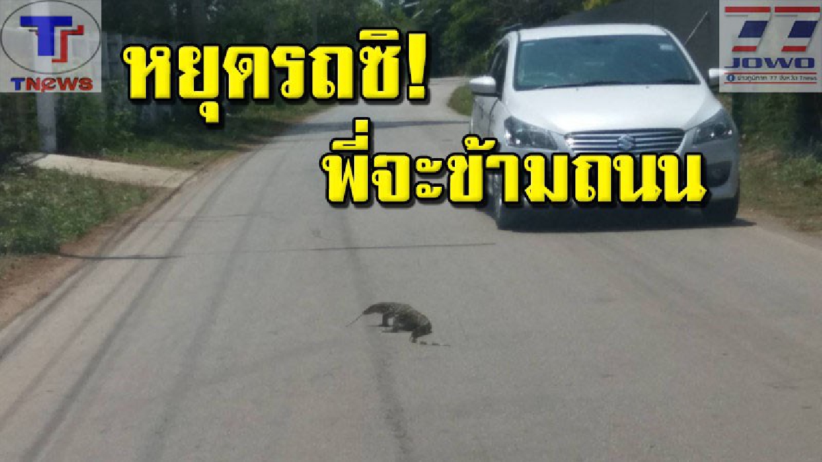 ใหญ่คับถนน !! "พี่เ_ี้ย" โชว์กร่าง พุ่งกระโจนจากพงหญ้าออกเดินกลางถนน ทำเอาผู้ใช้รถหวาดผวา กรี๊ดลั่น!!!! (คลิป)