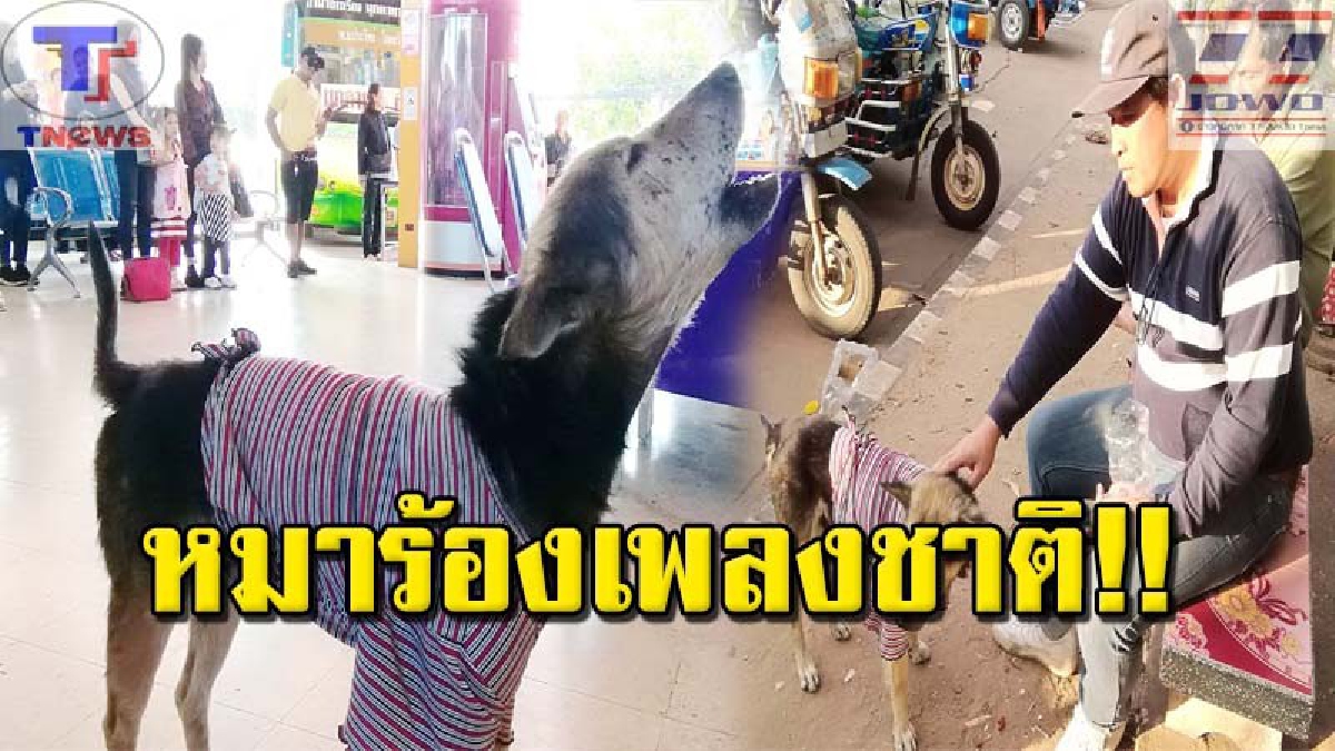มันอยู่ในสายเลือด !! สุดทึ่ง "เจ้าหรั่ง" สุนัขจรจัดแสนรู้ ได้ยินเพลงชาติทีไร เป็นต้องยืนตัวตรงแล้วร้องตามตลอด!!?  (มีคลิป)