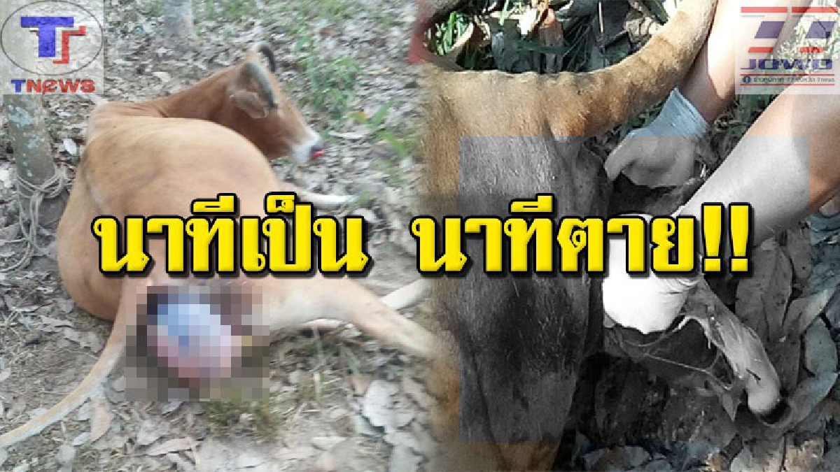 ลุ้นระทึก!! วินาทีทำคลอดแม่วัวท้องแก่ สุดทุลักทุเล! เบ่งเท่าไหร่ก็ไม่ยอมออก จนชาวบ้านต้องยื่นมือช่วย หวั่นตายทั้งแม่ทั้งลูก (คลิปเหตุการณ์)