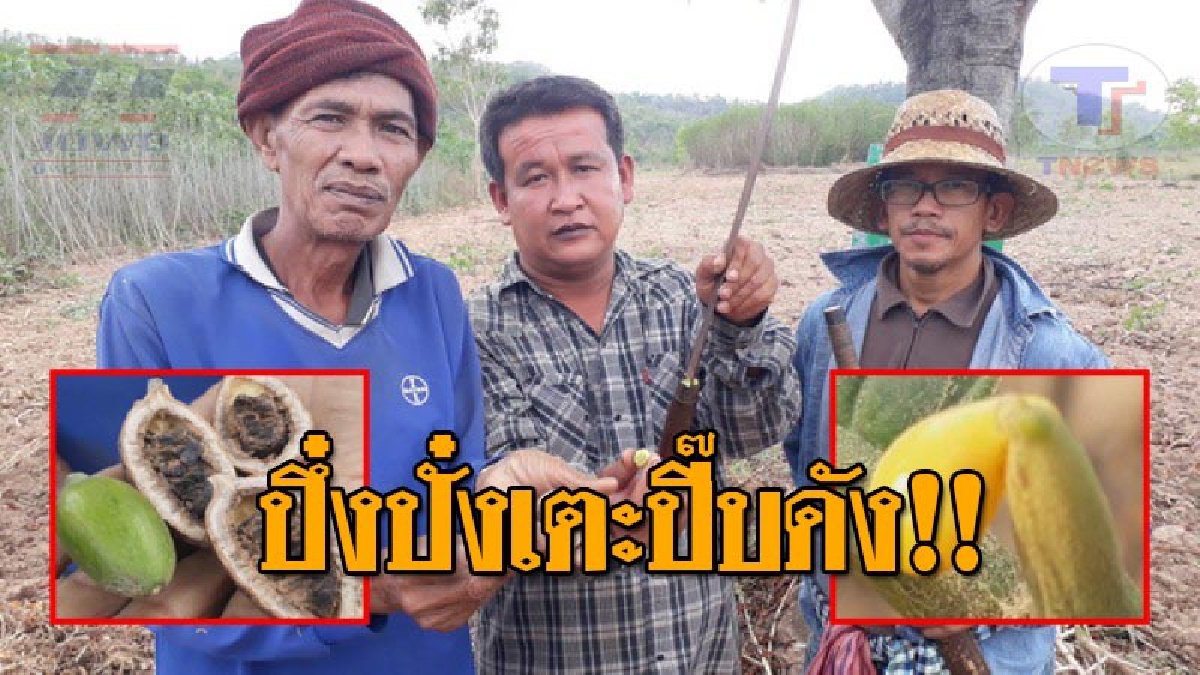 ฮือฮาหนักมาก..!! พบต้นไม้พลังวิเศษ ที่สุโขทัย สรรพคุณสุดทึ่ง &ldquo;ไวอากร้ายังเรียกพี่&rdquo; ออกฤทธิ์เตะปี๊บกระจุย &ldquo;เห็นเมียสวยทุกวินาที&rdquo; !? (ชมคลิป)