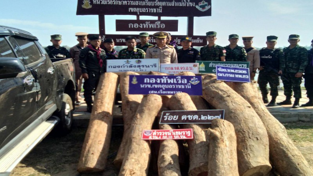 นรข.อุบลฯ สุดเจ๋ง!! ยึดไม้พะยูง 12 ท่อน กระบะ 1 คัน เตรียมส่งข้ามโขง ผู้ต้องหาหลบหนีได้ทัน (คลิป)