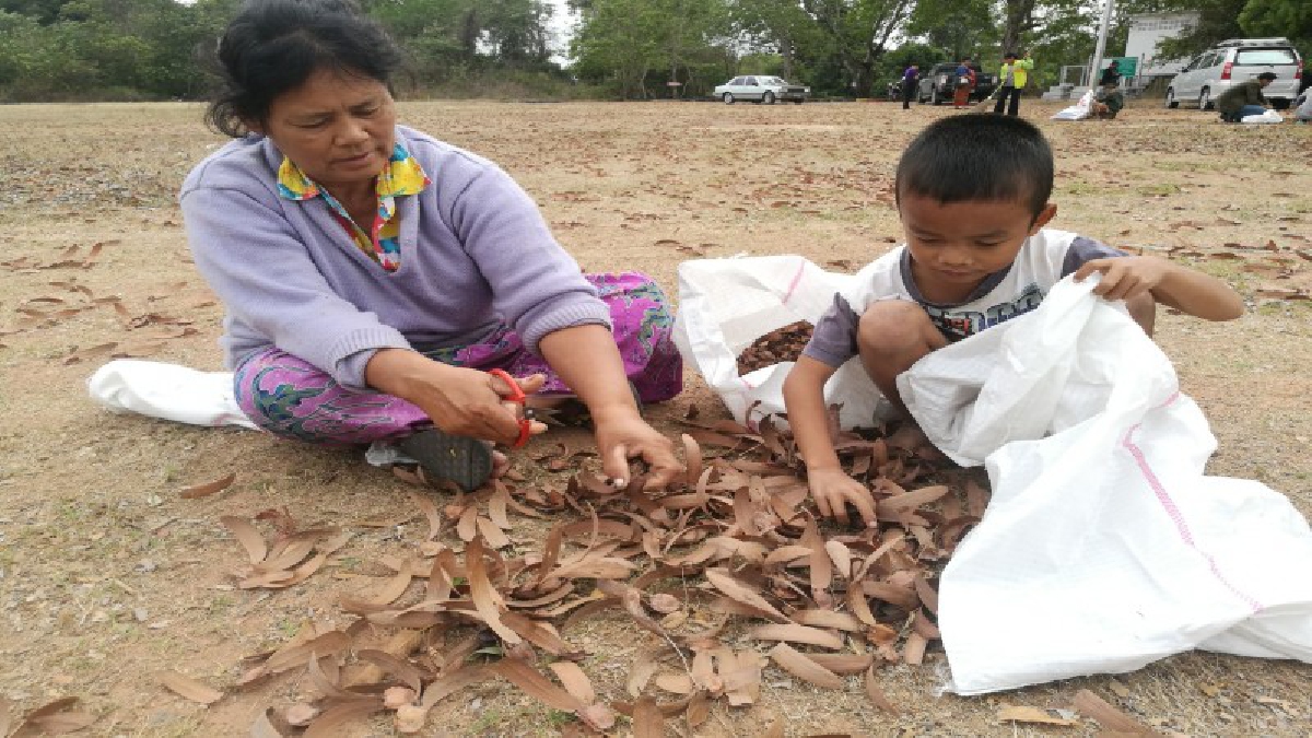 ธรรมชาติสร้างสุข ! เมล็ดยางนามีราคา ชาวบ้านเมืองช้างแห่เก็บขาย ตอบโจทย์สร้างรายได้ยามหน้าแล้ง (ชมคลิป)