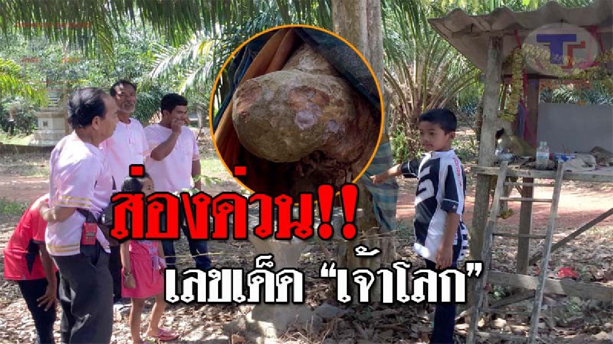 ฮือฮาทั้งหมู่บ้าน..!! แห่ขอเลขเด็ด ต้นตะแบกสัปดน งอกโผล่คล้าย “เจ้าโลก” กลางวัดดัง หลังหนุ่มโชคดี ถูกรางวัลจนปลดหนี้หลายแสน!? (ชมคลิป)