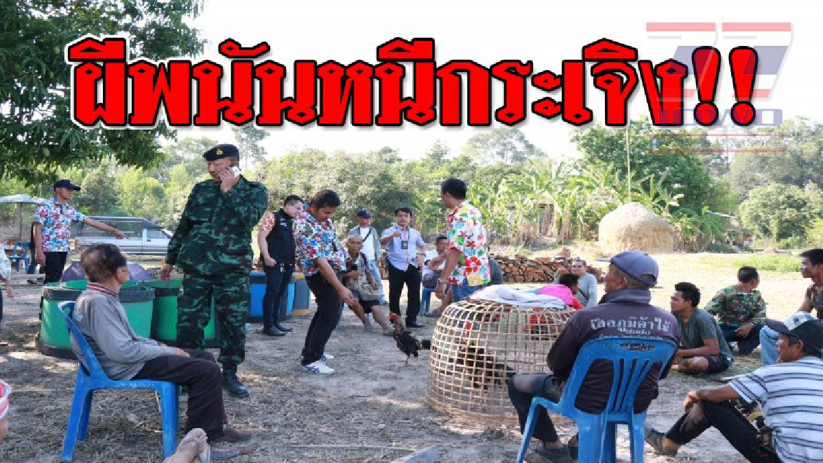 หนีกระเจิง ! บุกจับบ่อนไก่ชนเถื่อน นักพนันวิ่งหนีแตกกระเจิง ลงทุ่งนา จนท.รวบได้ 24 ผีพนัน (ชมคลิป)