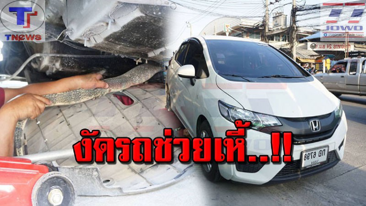 หนุ่มใหญ่ผวาตาตั้ง !! จอดรถยนต์คู่ใจ ก่อนแวะตลอดชั่วครู่ จู่ๆ ดันมี "ตัวเงินตัวทอง" มุดนอนในถอดใต้ท้องรถ โร่แจ้งกู้ภัยจับปล่อยป่าด่วน (คลิป)