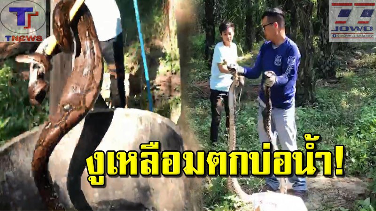 ฆาตกรตัวเขื่อง !!! กู้ภัยระทึก รุดช่วยงูเหลือมยักษ์ หลังย่องเขมือบแมวชาวบ้าน ก่อนพลัดตกบ่อน้ำลึก 10 เมตร!!? (คลิป)
