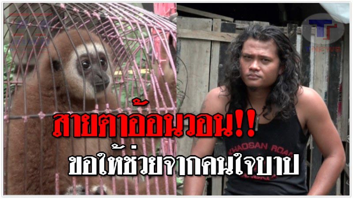 มันก็มีหัวใจ..!! ตร.บุกช่วยชะนี 2 ตัว ที่ถูกคนใจบาป จับขังกรงอย่างทรมาน แถมอุ้มเร่ให้นทท. ถ่ายรูปตามชายหาด สุดเวทนา มันร้องโหยหวนทุกคืน!?