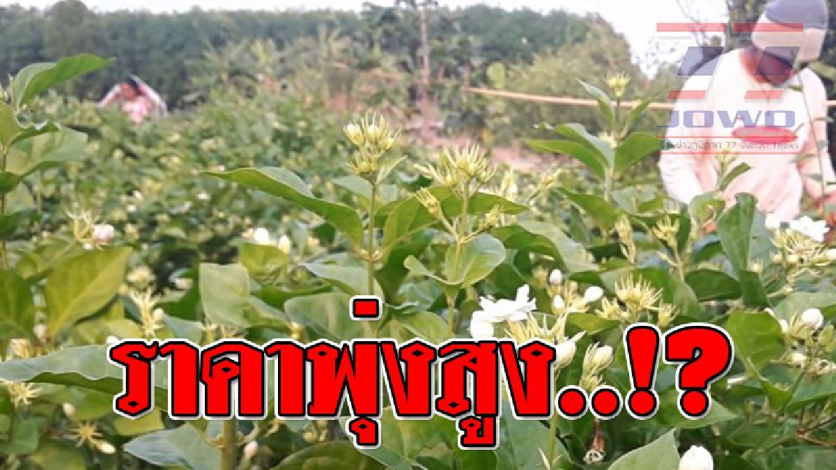 ราคาพุ่งปรี๊ด ! เตรียมยิ้มรับสงกรานต์ ดอกมะลิราคาพุ่งสูง ถึงกิโลกรัมละ 400 บาท แม่ค้า-พ่อค้าเตรียมโทรสั่งจองล่วงหน้า ออเดอร์้พียบ..!?