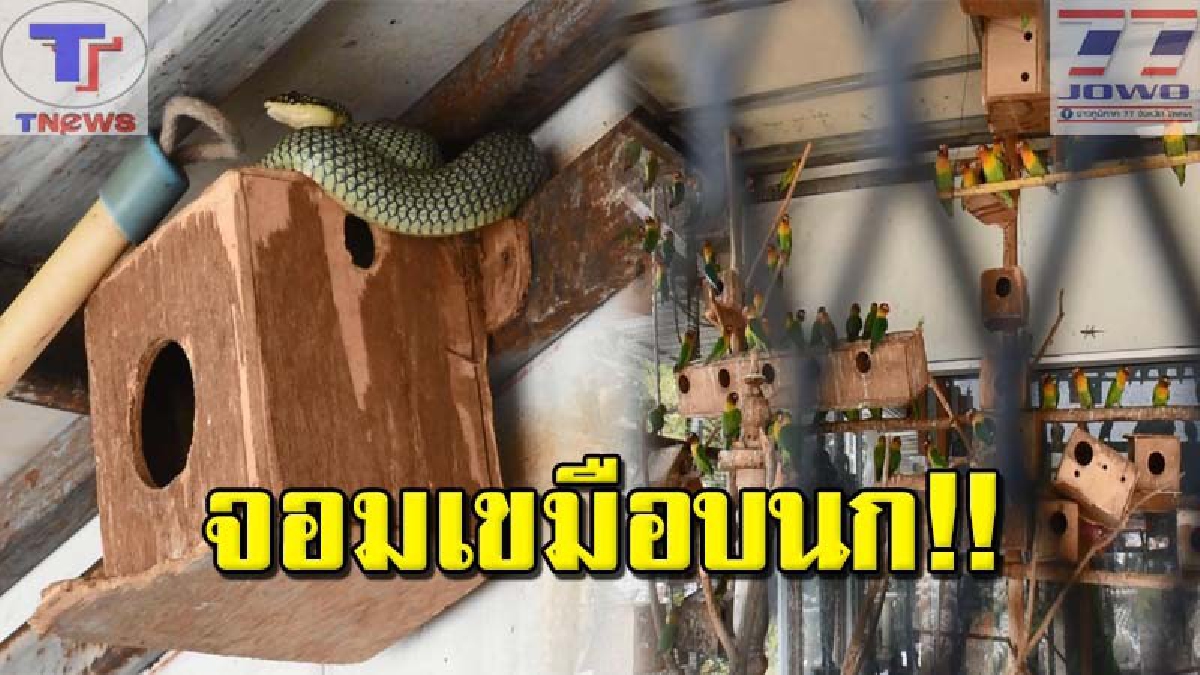 เกือบกลายเป็นอาหารงู !? เจ้าของร้านช็อคจัด เจองูเขียวตัวเบ้งบุกกรงนก จ้องจับนกเลิฟเบิร์ดเป็นอาหาร โร่แจ้ง จนท.จับปล่อยป่าอย่างด่วน (คลิป)