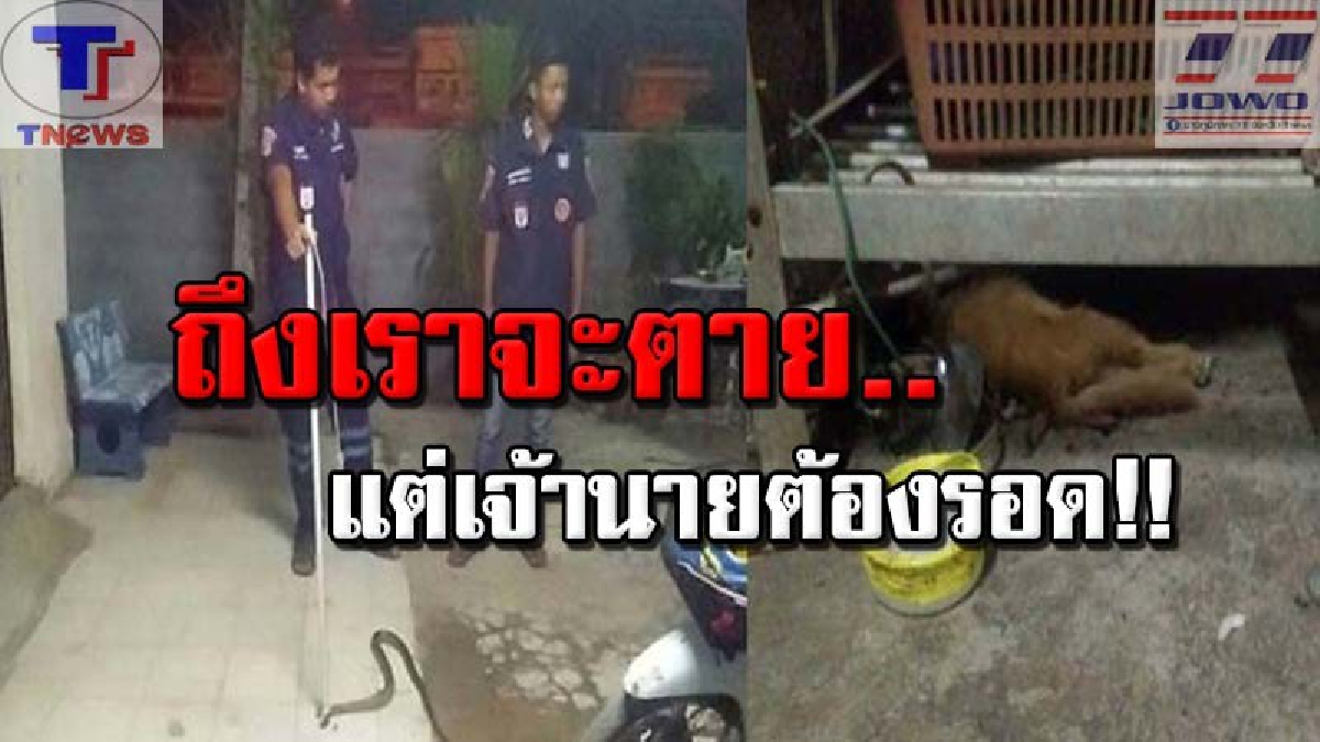 วีรกรรมแมวยอดกตัญญู!! เจ้าเหมียวสู้ตาย เอาชีวิตเข้าแลก ช่วยเจ้านายจากงูเห่า แต่พลาดท่า! ถูกอสรพิษร้ายฉกตายอนาถ.. (ชมคลิป)