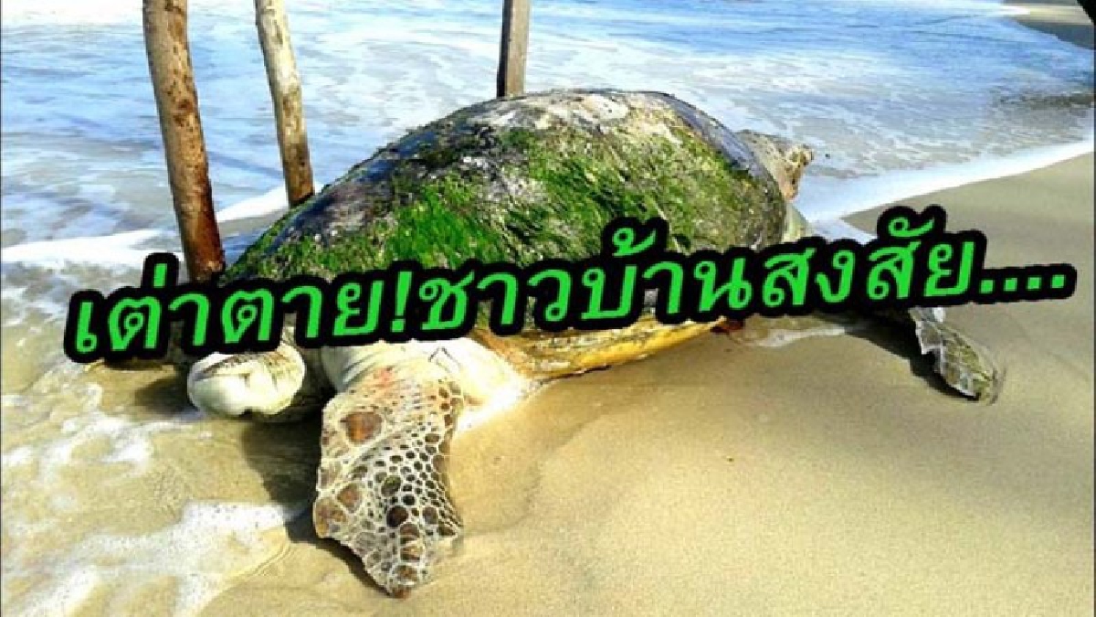 สงสัยสาเหตุการตาย!!พบซากเต่าทะเลหนักกว่า 80 กก.เกยตื้นตายชายหาดเมืองคอน จี้กรมทรัพย์ฯ ผ่าพิสูจน์ซากหาสาเหตุที่แน่ชัด (คลิป)