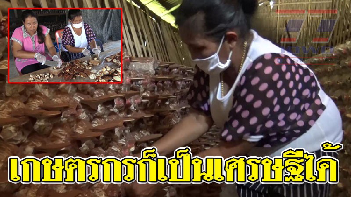 ยืนได้ด้วยลำแข้ง !! เกษตรกรฟาร์มเห็ดหลินจือ เร่งเก็บดอกเห็ด หลังลูกค้าออเดอร์ไม่อั้น มีเท่าไหร่เอาหมด สุดภูมิใจเกษตรกรก็รวยได้
