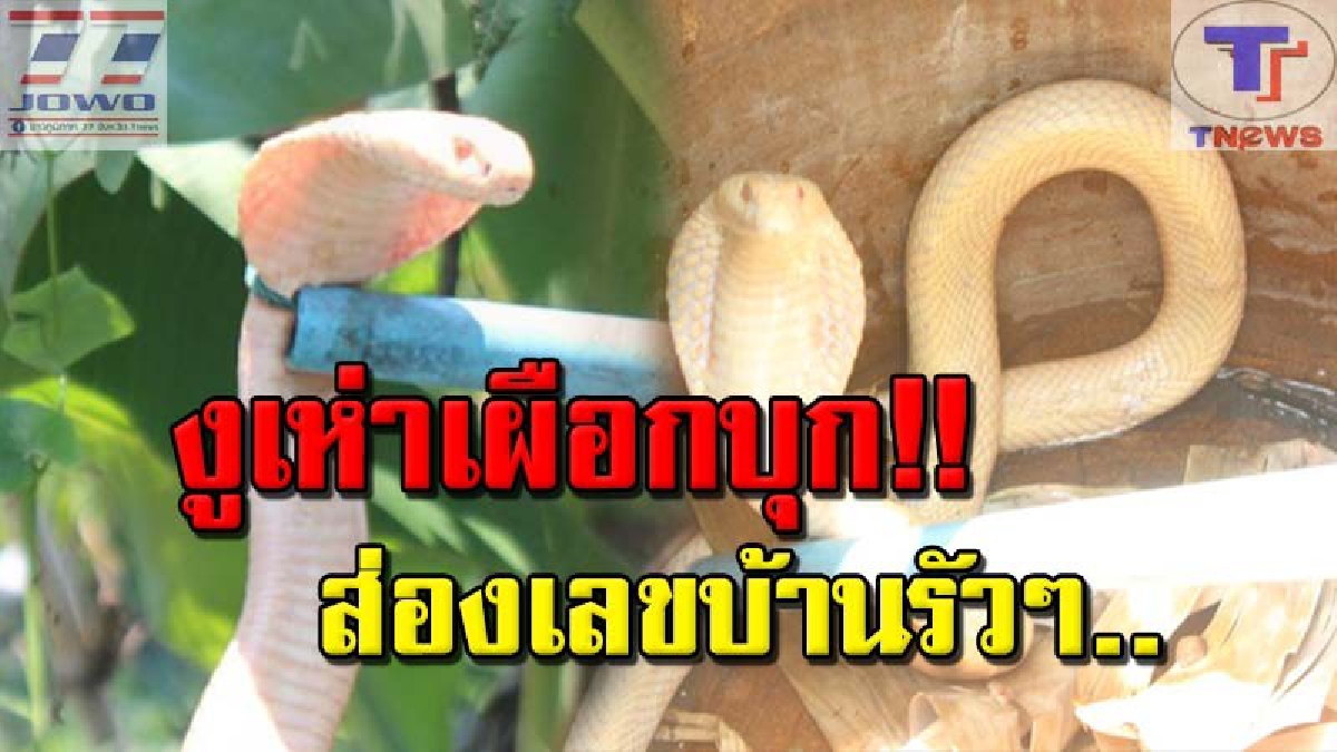 #ใครไม่เคยเห็น..ดูไว้ !! เจ้าของสวนกล้วยผวา เจ้าตูบเห่าประหลาด เดินตามไปดูแทบหงายหลัง! เจอ "อสรพิษสีเผือก" ชูคอแผ่แม่เบี้ยขู่ฟ่อ.. (คลิป)