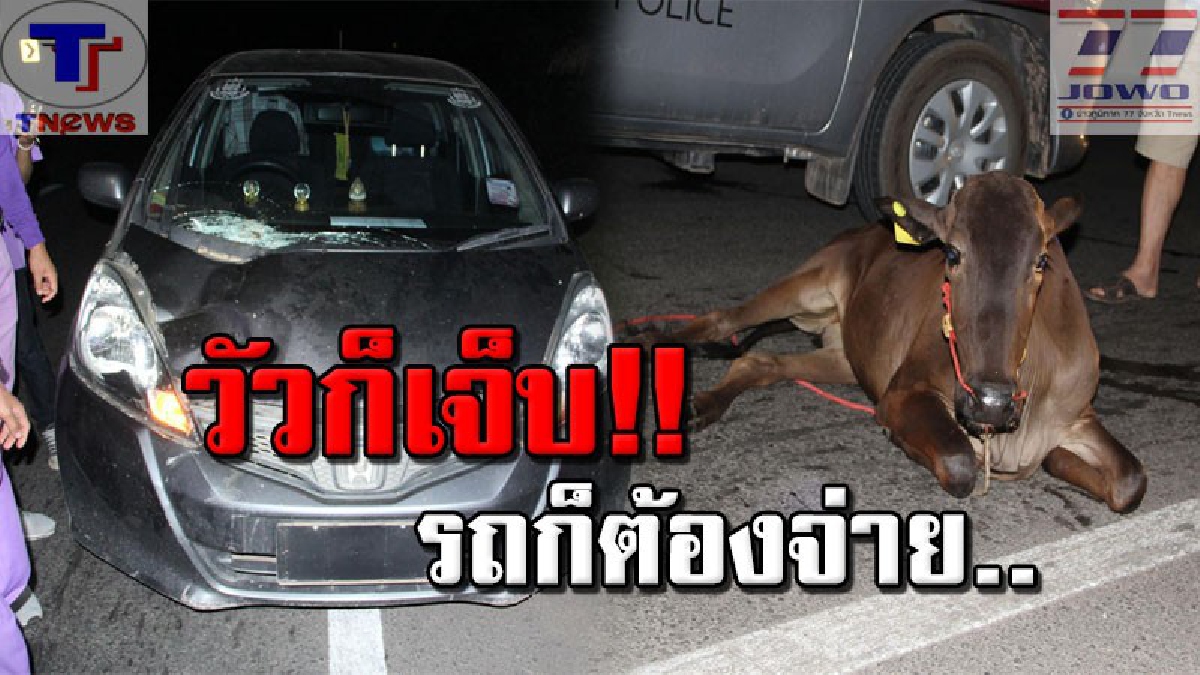 เจ้าของวัวกุมขมับแน่!! หลังปล่อยวัวเพ่นพ่าน จนเก๋งดวงซวยพุ่งชนอย่างจัง ทำวัวบาดเจ็บ โร่ตามหาเจ้าของมารับผิดชอบค่าซ่อมรถด่วน! (คลิป)