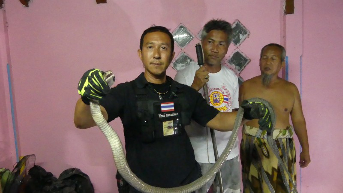แทบช็อก ! หนุ่มอิสลามกลับจากมัสยิด พบงูเห่ายาวกว่า 2 เมตรนอนชูคอในบ้าน
