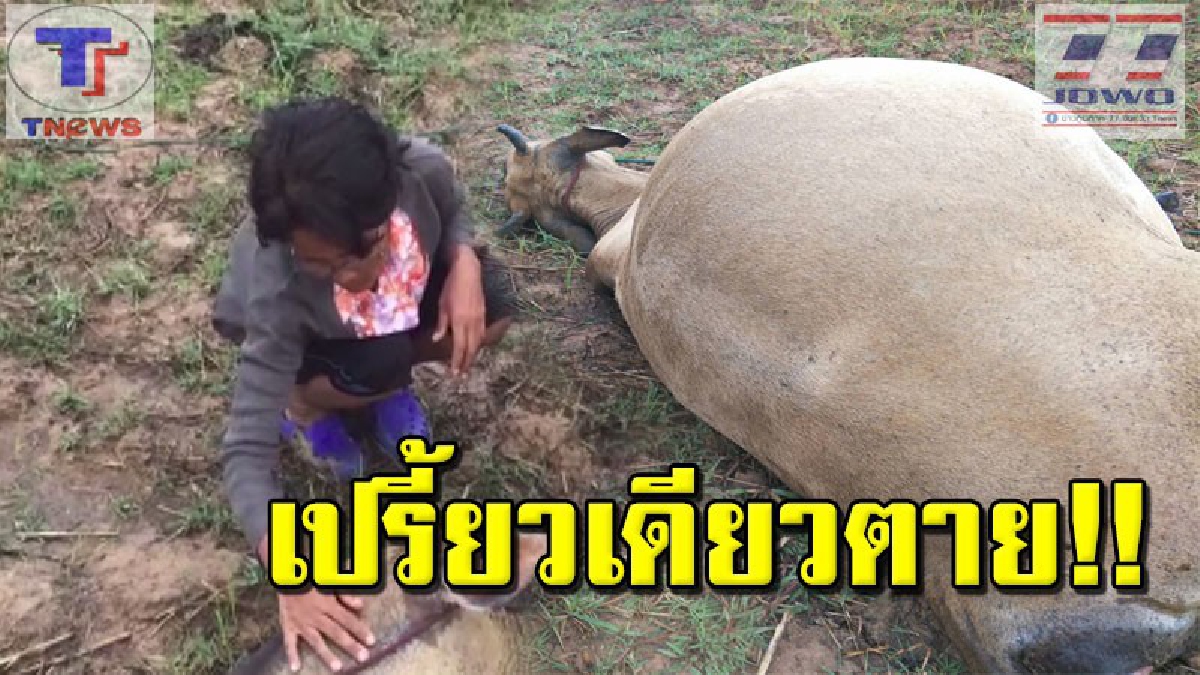 #ตายทั้งกลม สุดสลด!! ฝนตกหนัก ฟ้าผ่าวัวท้องแก่ เปรี้ยงเดียวจอด! เจ้าของเศร้าหนัก เลี้ยงดูมาตั้งแต่เด็ก รู้สึกผูกพันธ์เกินจะทำใจ (คลิป)