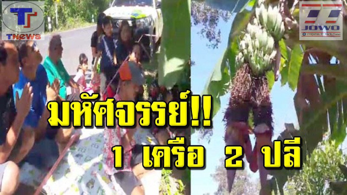 ส่องด่วนเลขเด็ดงวดนี้!!! ชาวบ้านแห่กราบไหว้ ขอเลขเด็ด "กล้วยหินประหลาด" ออกเครือเดียว ปลีโผล่ 2 หัวซ้อน งานนี้! ผูกผ้า 3 สีกันให้ไว (ชมคลิป)