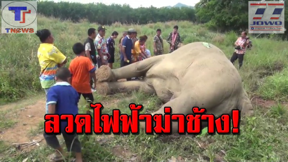 ล้มอีกตัวแล้ว !! สงสารจับใจ..ช้างป่าถูกไฟฟ้าช๊อตตายคาสวนสัปปะรด จนท.ยืนยันดำเนินคดีเจ้าของสวน ข้อหาล่าสัตว์ป่าคุ้มครอง (มีคลิป)