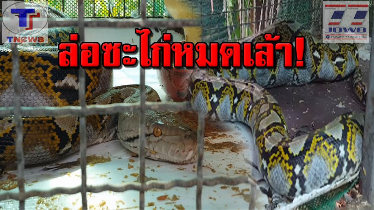 เขมือบจนเลื้อยไม่ได้ !! ผงะ..งูเหลือมยักษ์ เลื้อยเข้ากินไก่ป่าในสวนเกษตร รร.หมดเล้า ก่อนนอนอิ่มแปล้คากรง แทบไม่กระดิกด้วยความอิ่ม (คลิป)