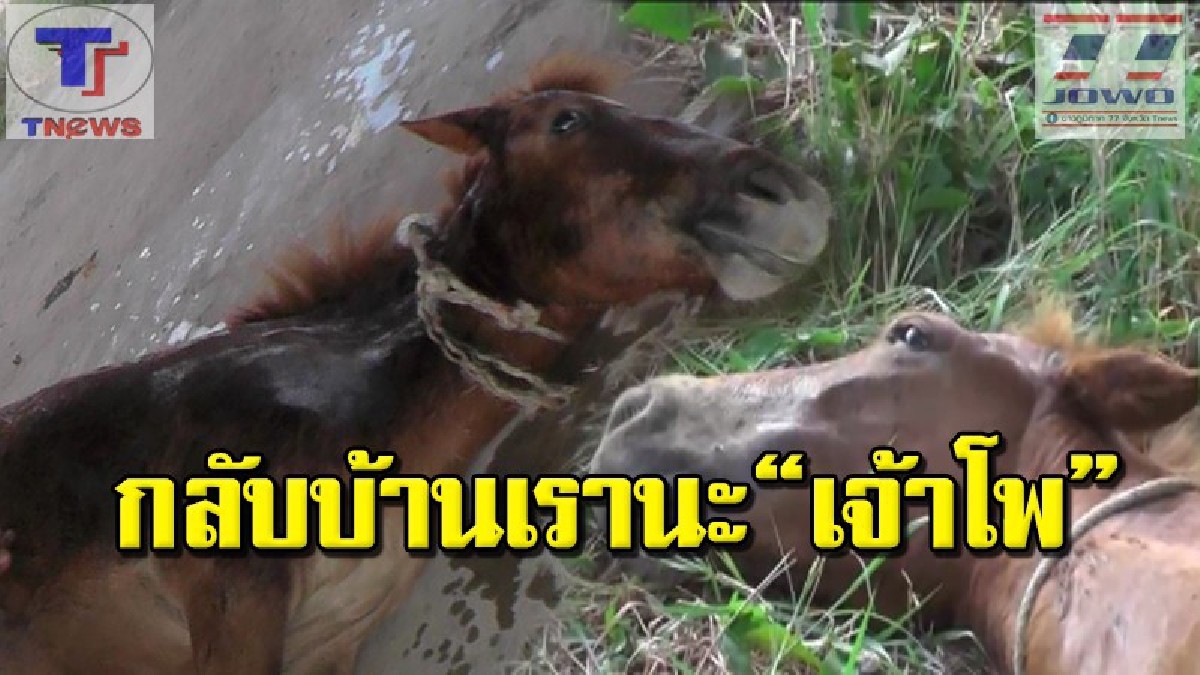 ขวัญเอ๋ยขวัญมา !!! "เจ้าโพ" ม้าแสนรู้ถูกลักพาตัว งานนี้ยอมเจ็บไม่ยอมไป! กระโดดรถหนีหน้าป้อมยาม ขอความช่วยเหลือทั้งน้ำตา (คลิป)