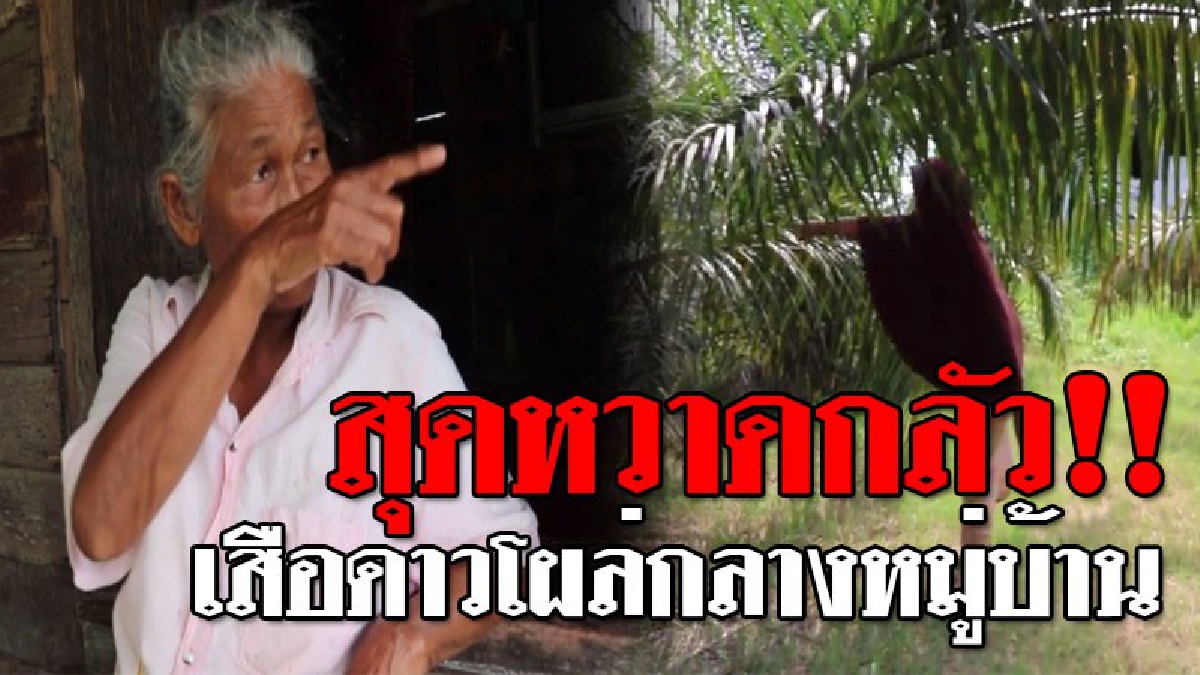 ผวาทั้งหมู่บ้าน ! พบเสือดาวขนาดใหญ่โผล่กลางหมู่บ้าน ตั้งทีมล่าแต่ไม่กล้าฆ่าหวั่นเป็นคดี วอน จนท. ตามจับโดยด่วน..!? (ชมคลิป)