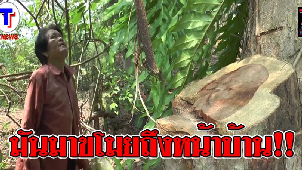 มันโคตรพยายาม ! ยายวัย 82 โดนแอบตัดไม้พยุงหลังบ้านตัวเอง แต่ตัดไม่ขาด ต่อมาพายุทำโค่น เพียงข้ามคืนมือมืดรีบมาขโมยซ้ำถึงหน้าบ้าน